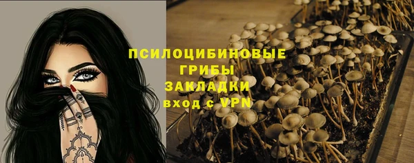прущие грибы Аркадак
